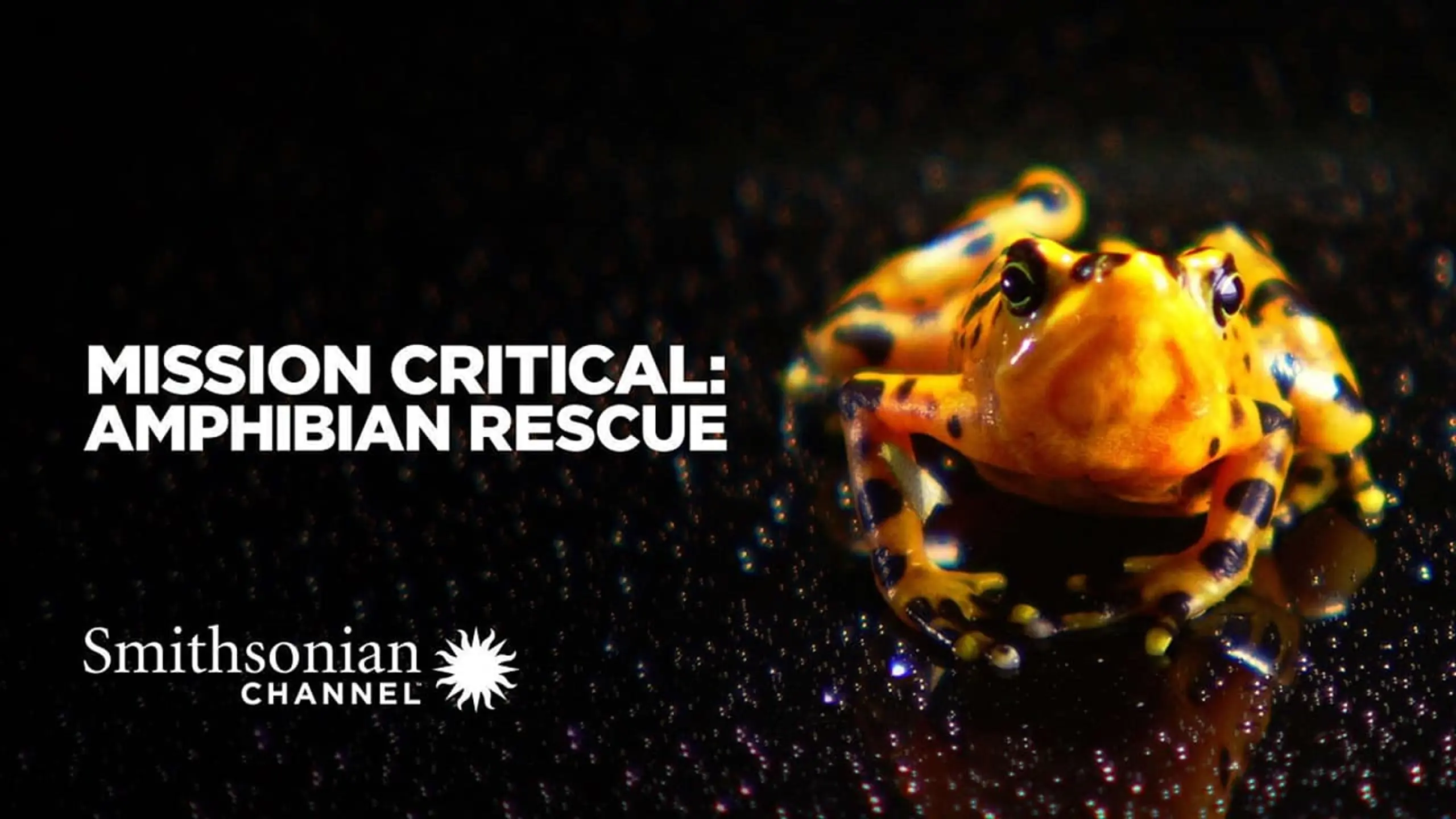 Mission Critical: Amphibian Rescue