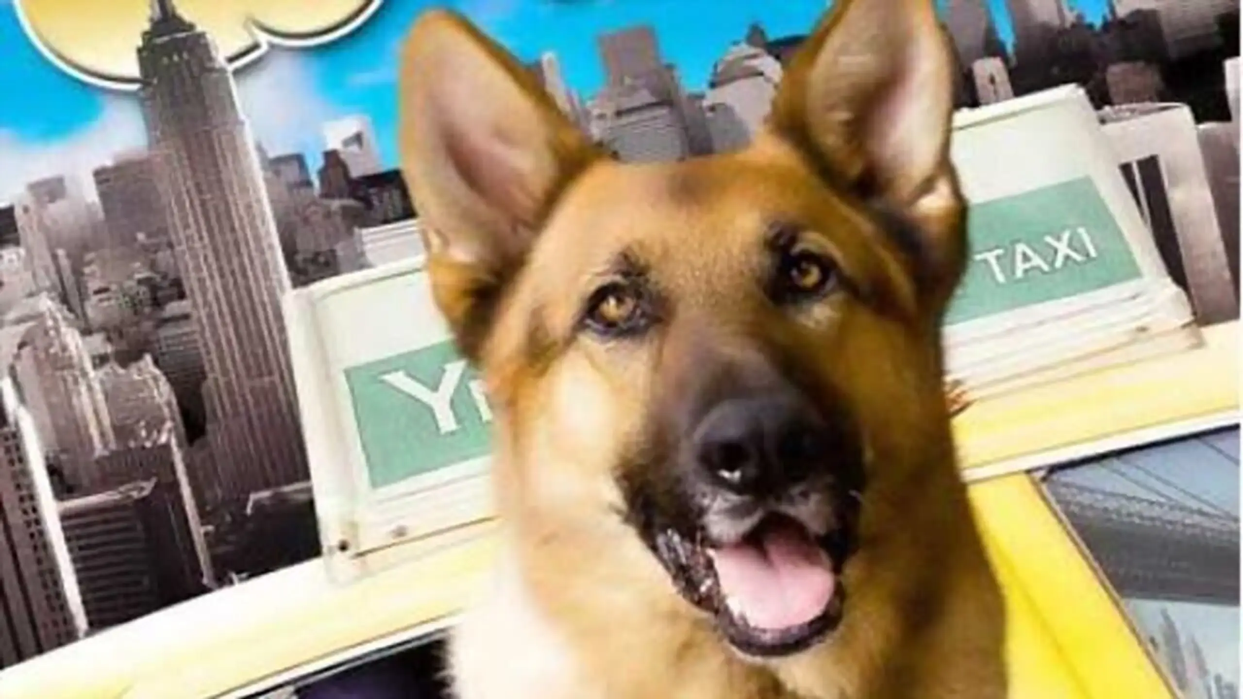 Tierisch Cool - Ein Hund in New York