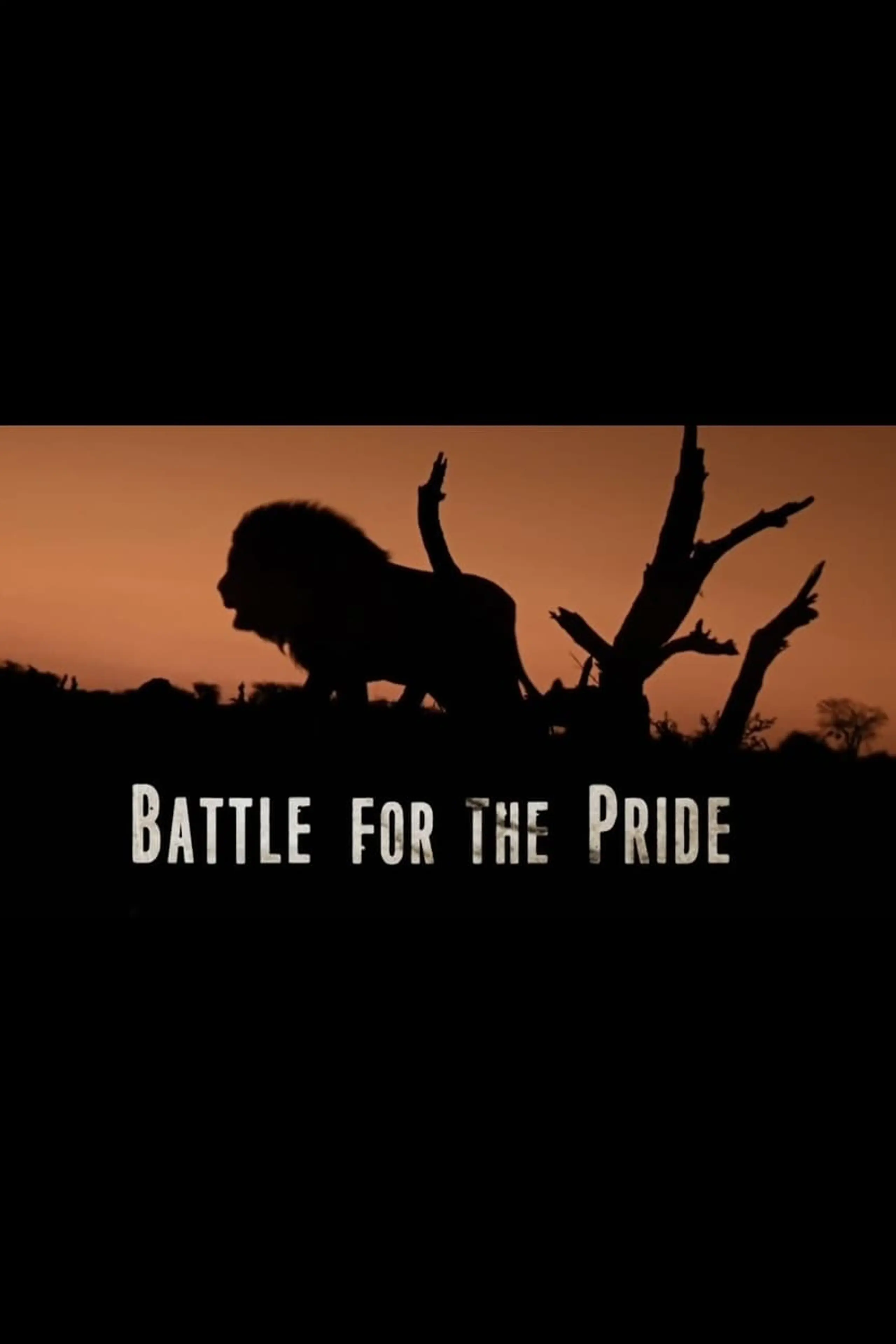 Battle for the Pride