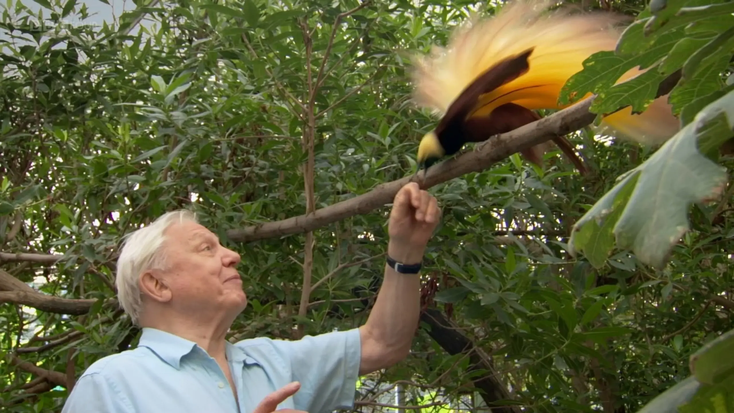 Attenborough's Paradise Birds