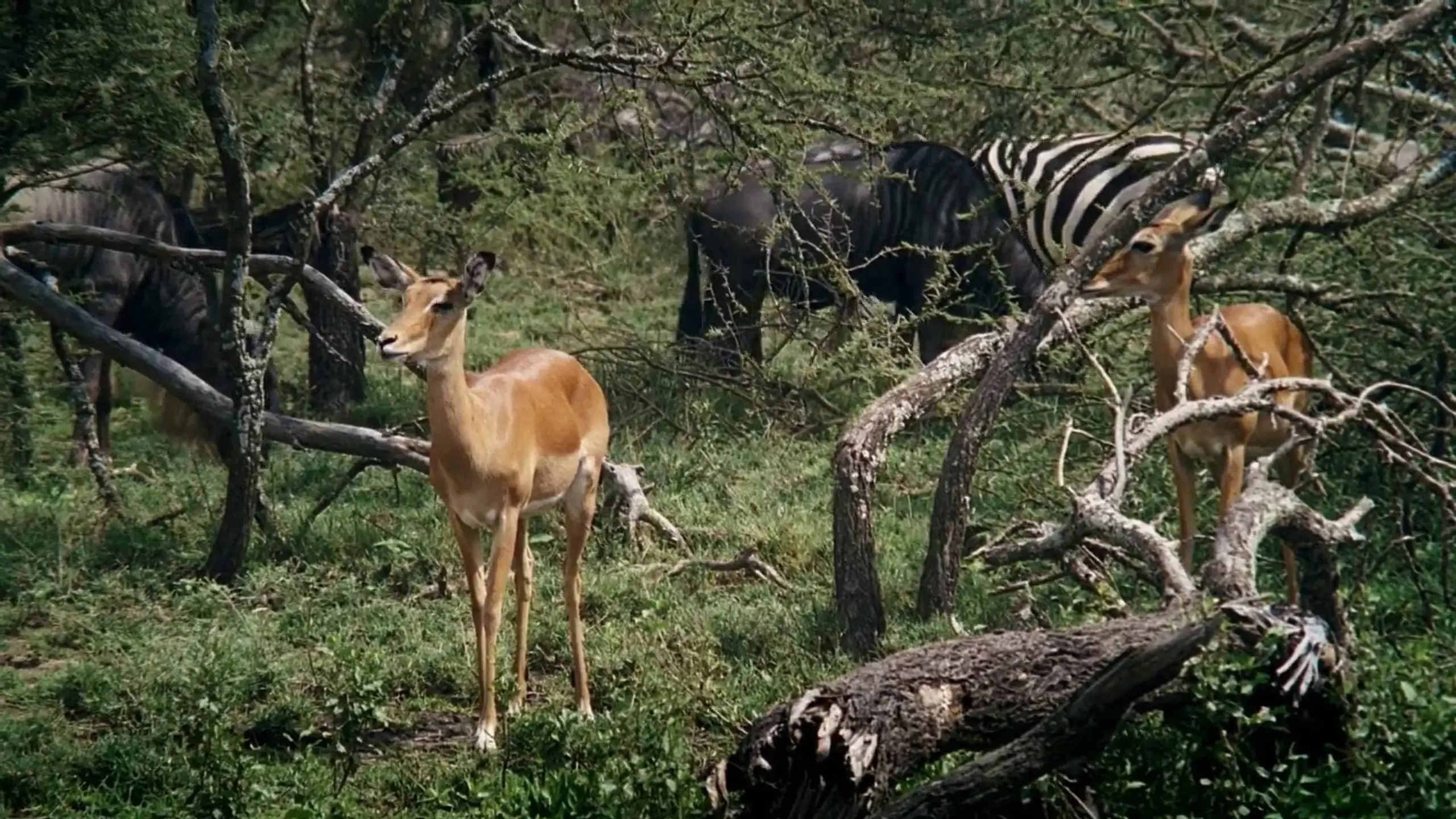 African Bambi - Die wahre 'Bambi Story'