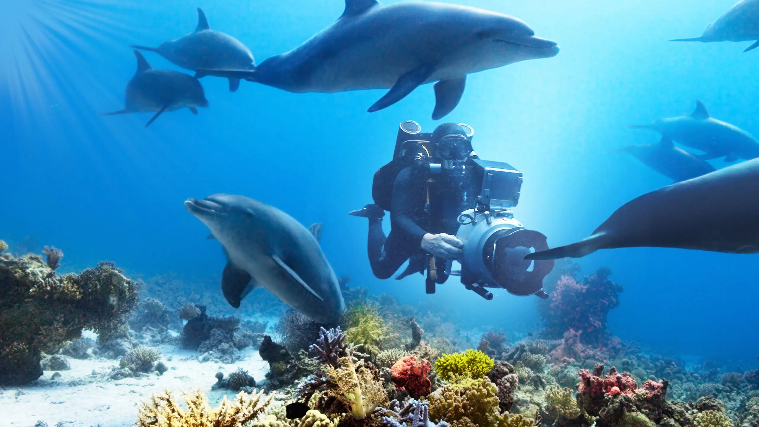 Die fantastische Welt der Delfine