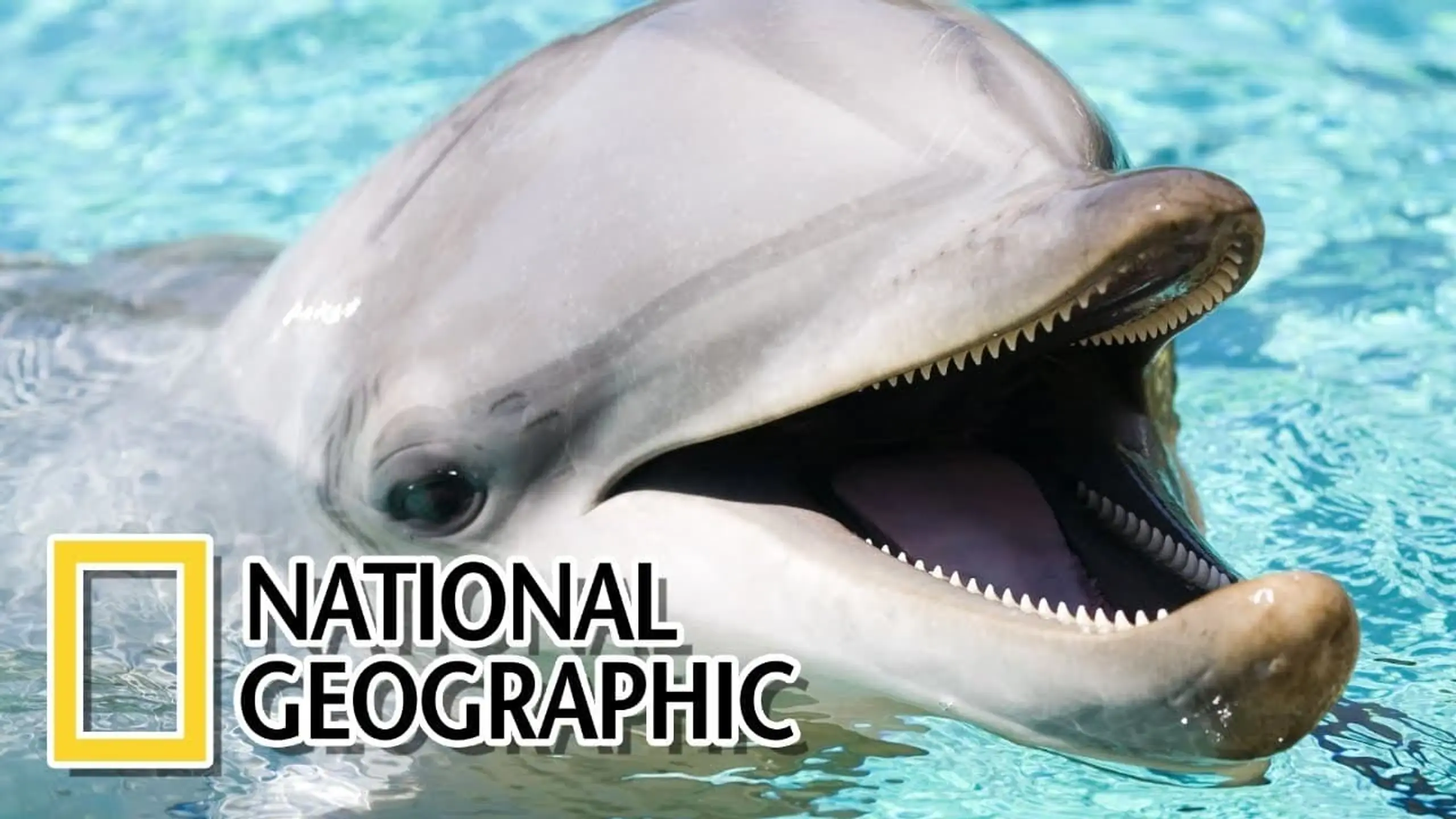 National Geographic's Dolphins: The Wild Side