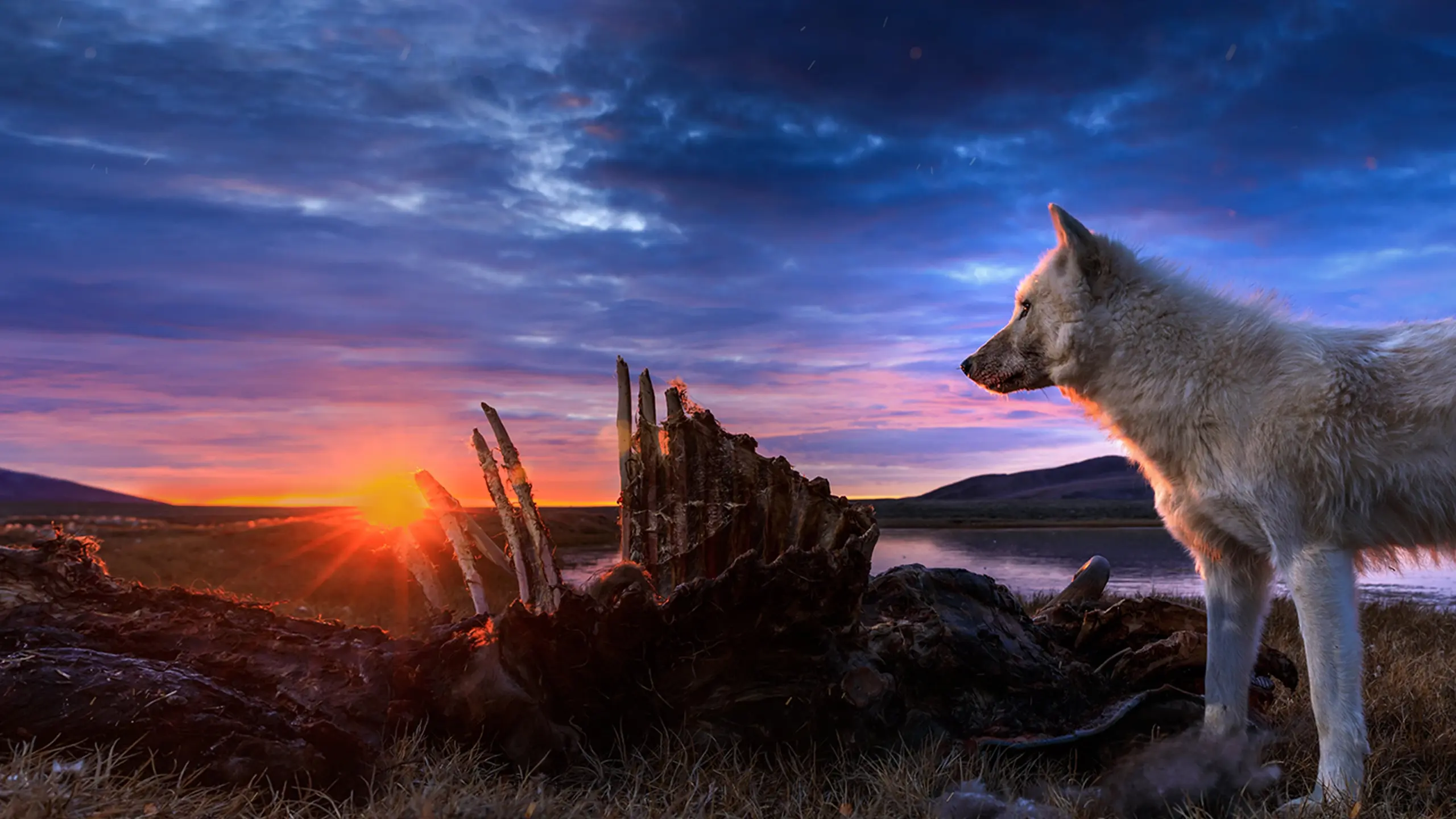Königreich des Polarwolfs
