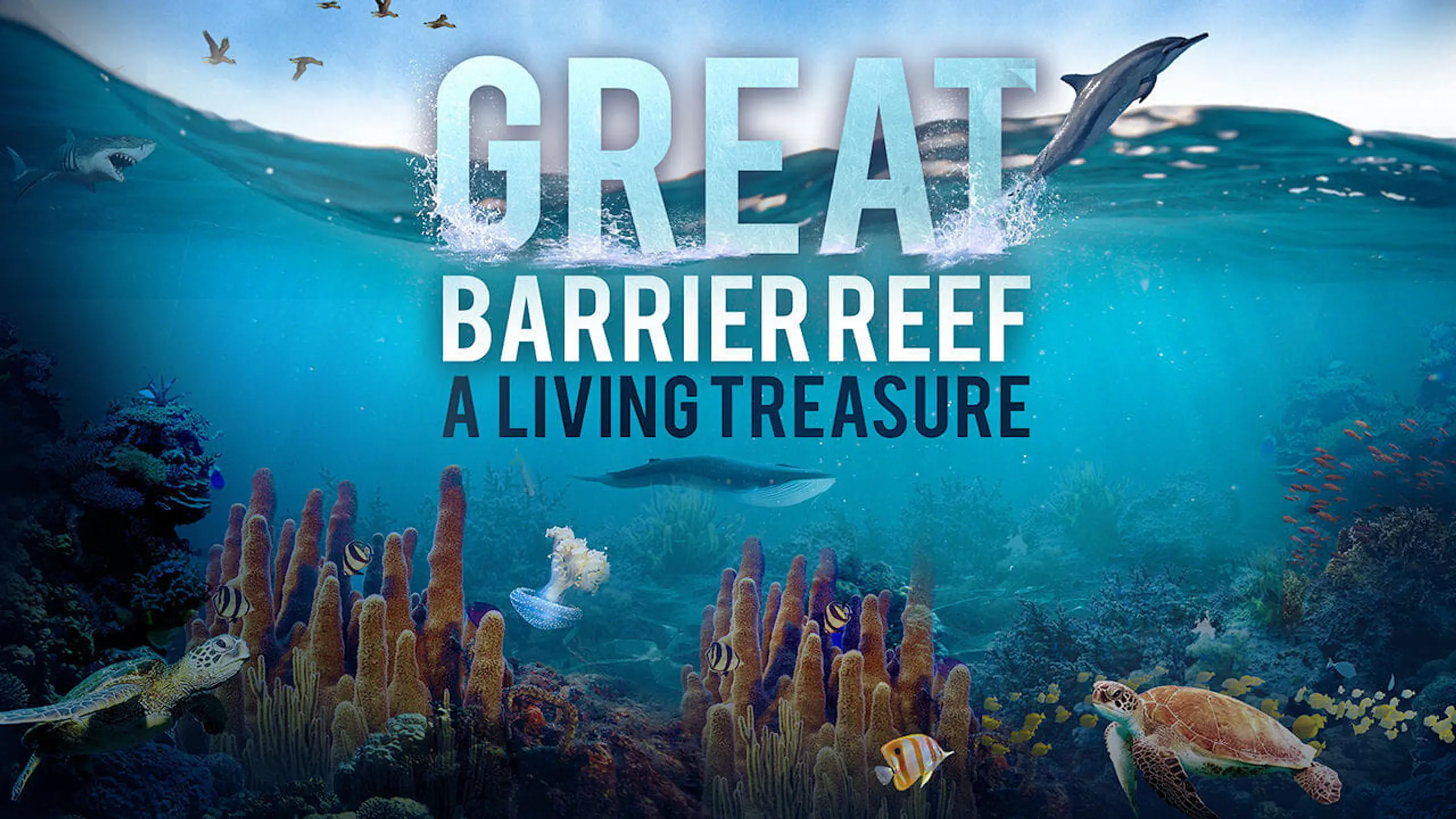 Das Great Barrier Reef - Schatzkiste der Natur