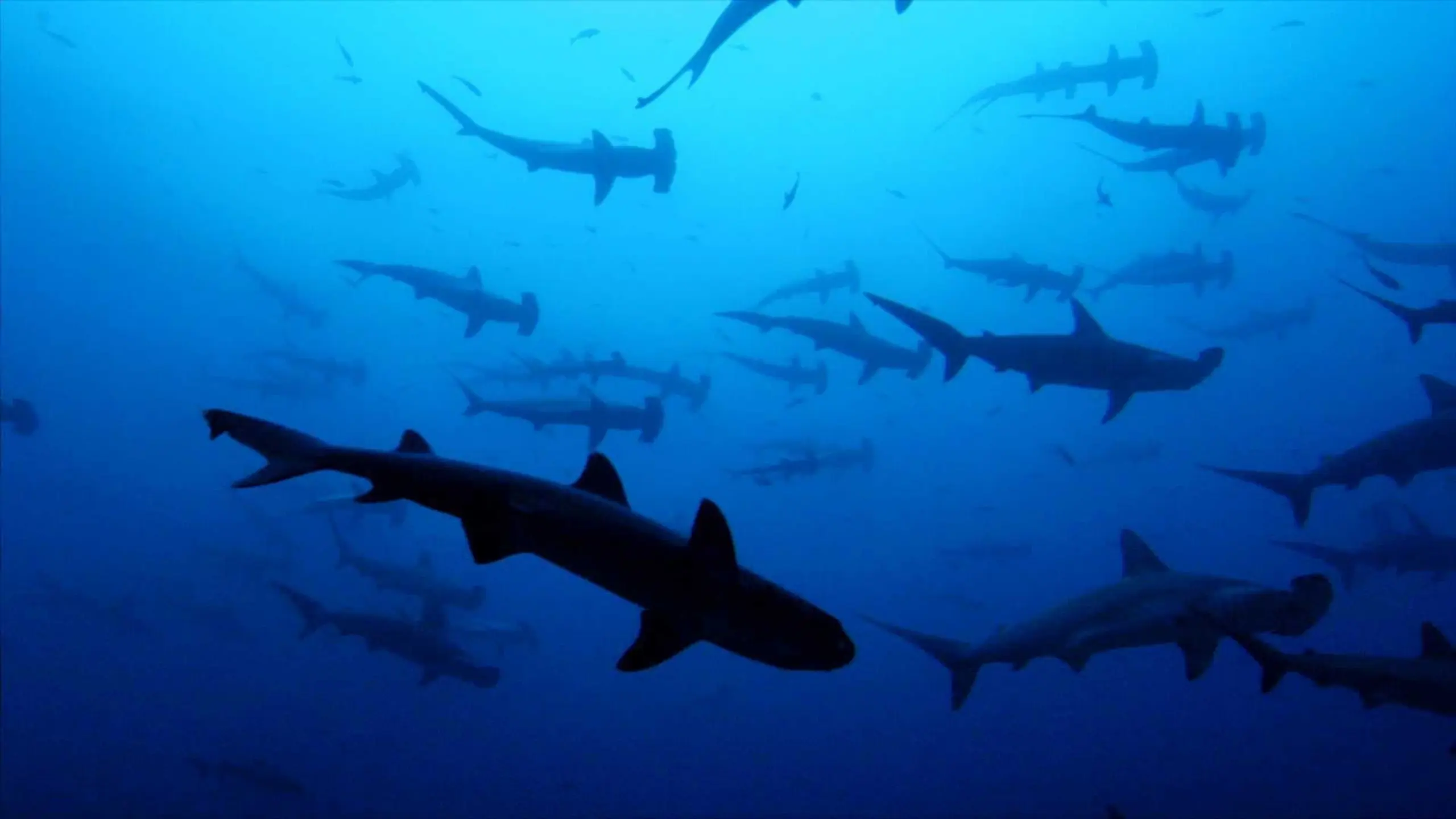 Sharkwater - Wenn Haie sterben