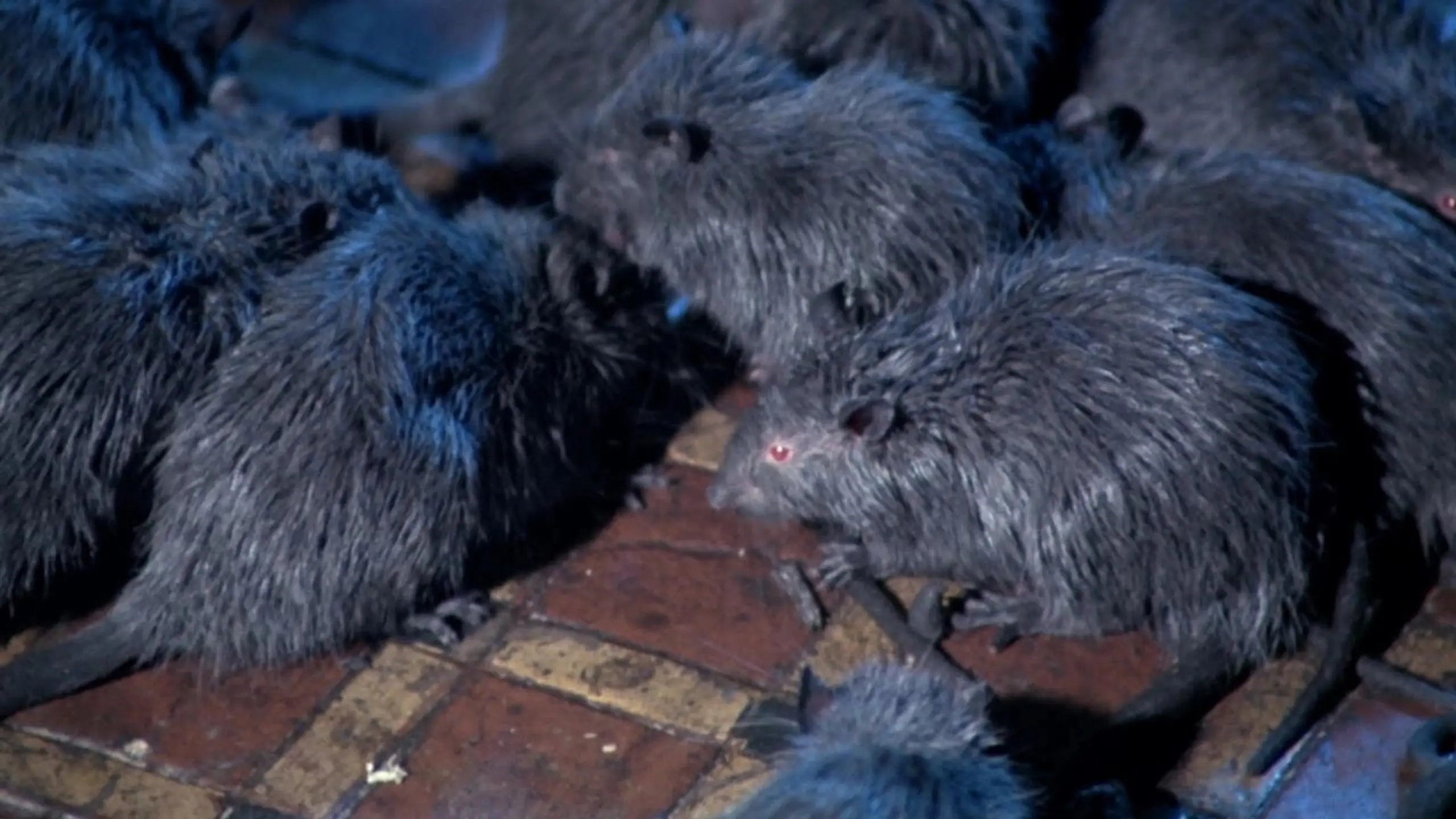 The Riffs III - Die Ratten von Manhattan
