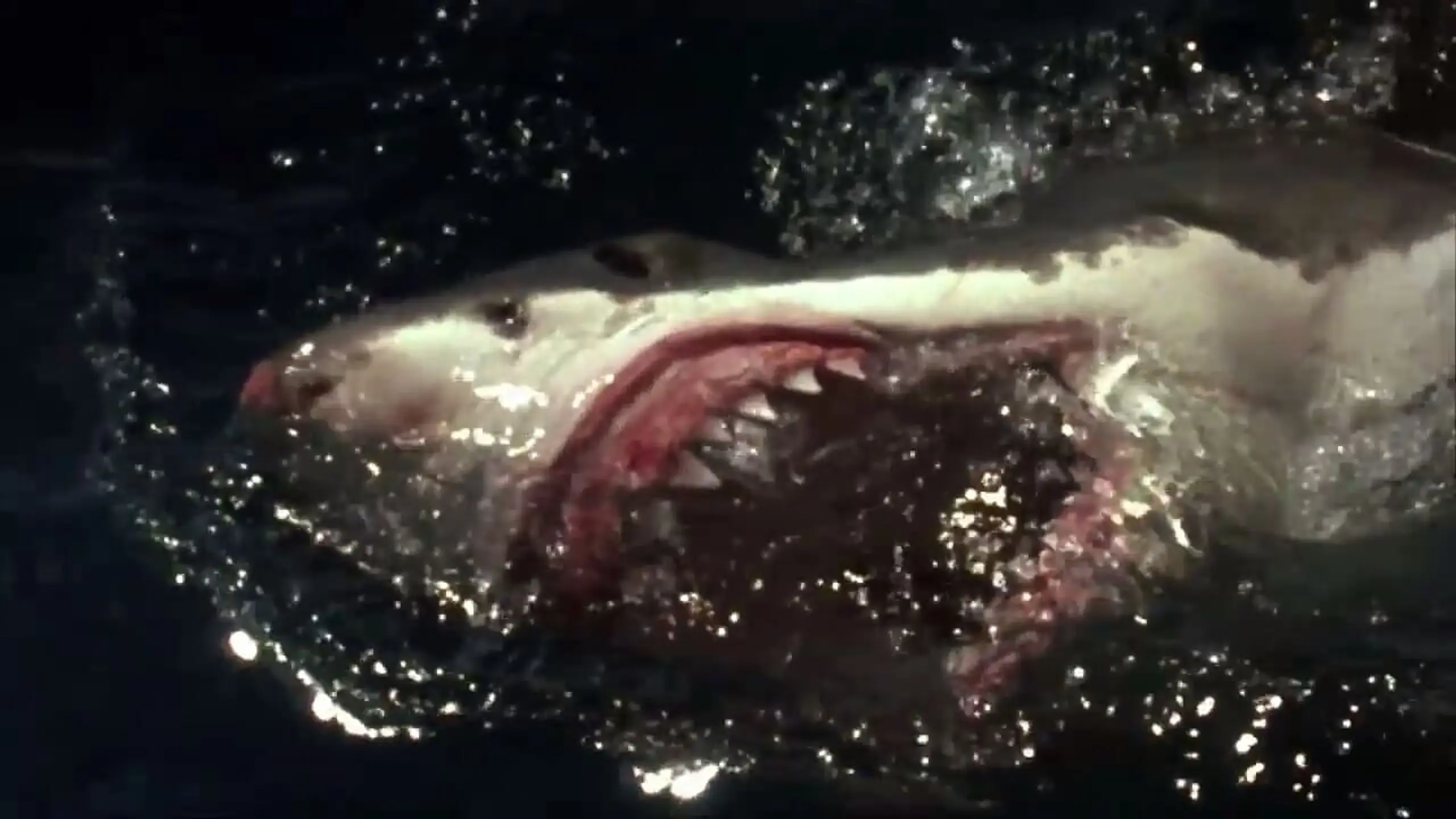 Shark Zone - Tod aus der Tiefe