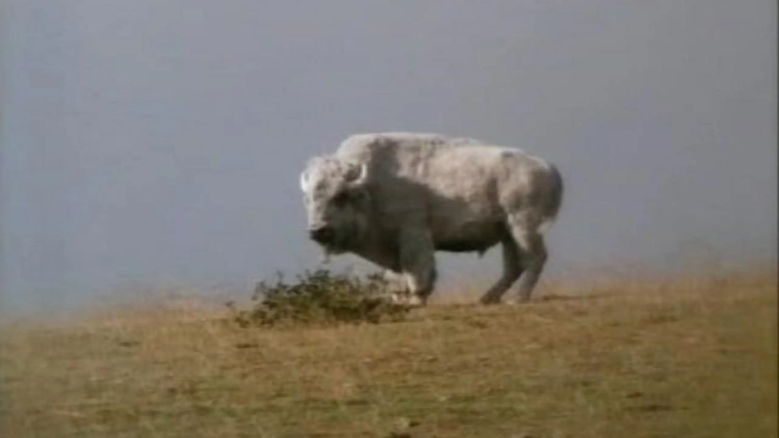 Das Geheimnis des weißen Büffels