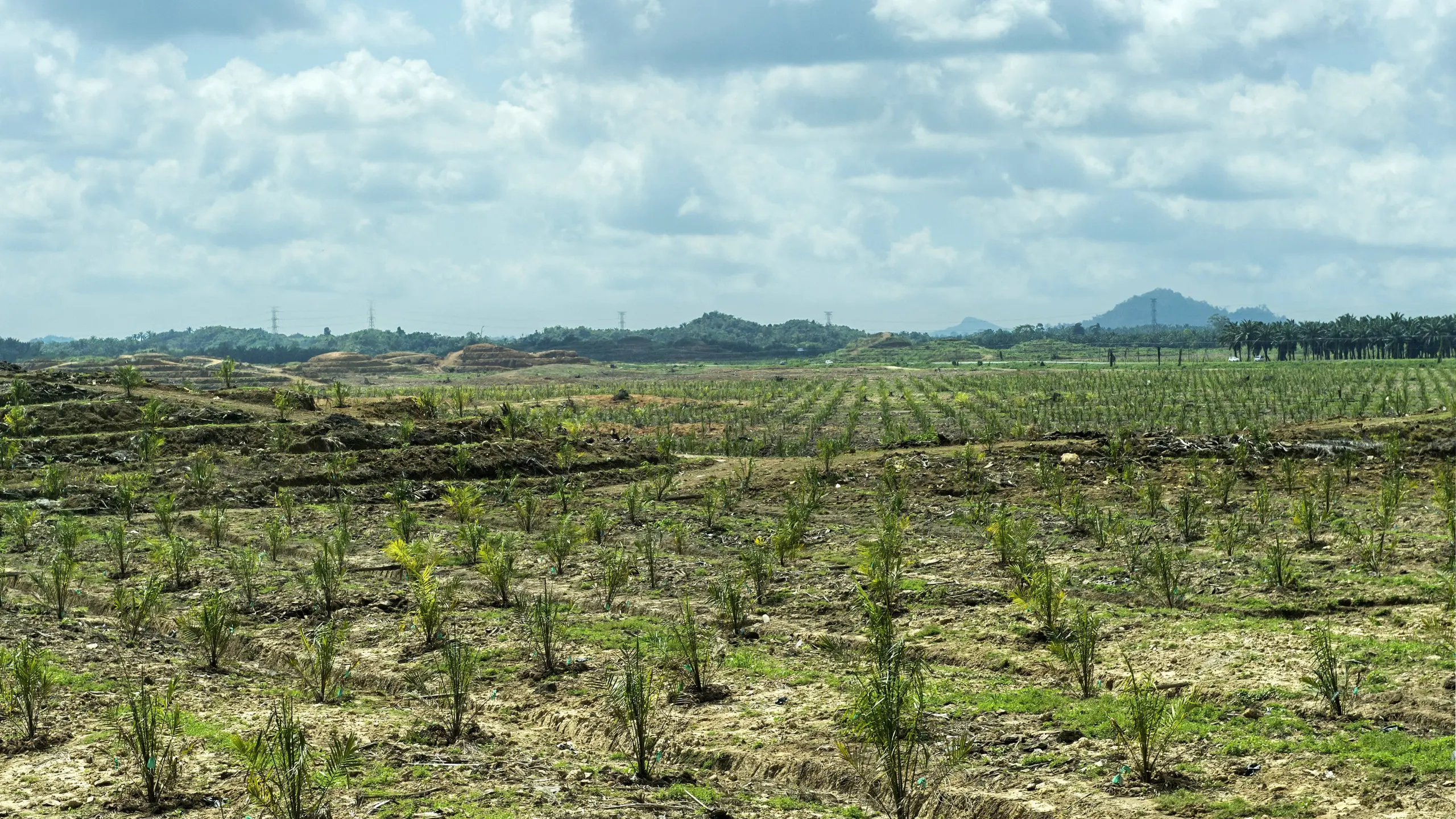 Palmöl Plantage mit jungen Ölpalmen (Elaeis guineensis) auf gerodeteten Regenwaldflächen, Sabah, Borneo, Malaysia