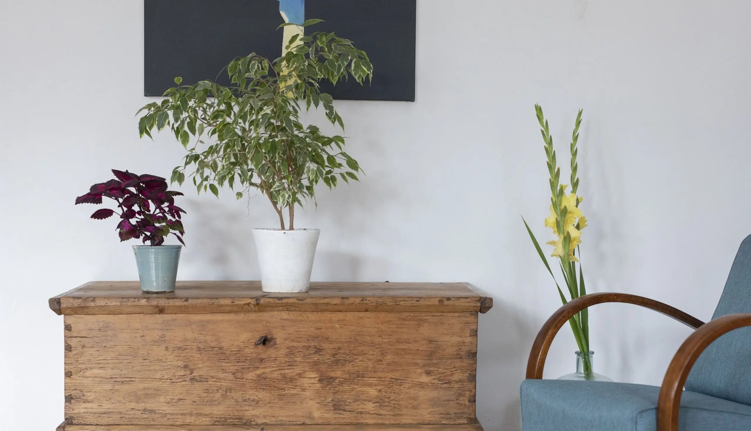 Zimmerpflanzen: Welche Pflanzen eignen sich für Wohnung und Büro?