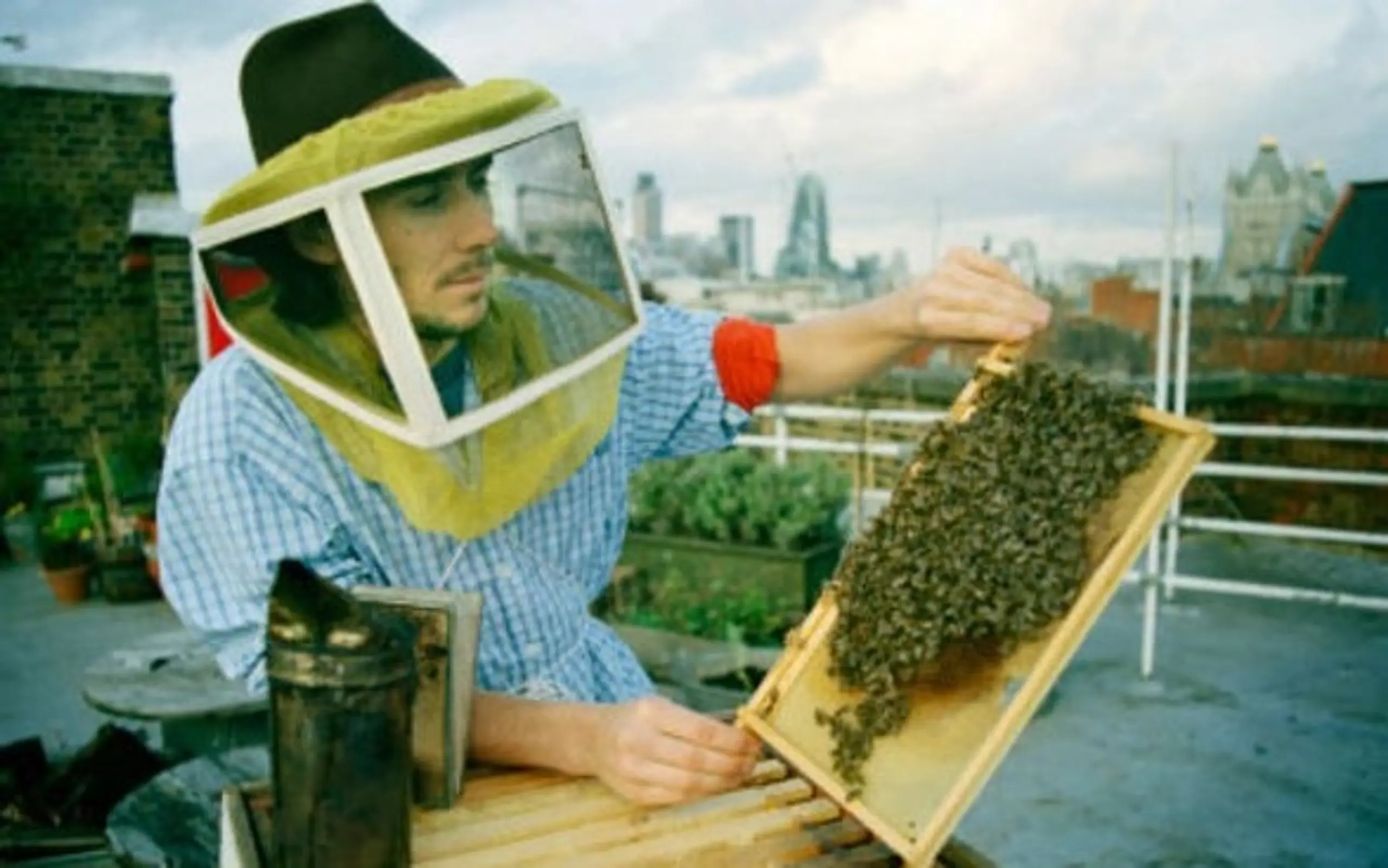 Dürfen Bienen in der Großstadt gezüchtet werden?