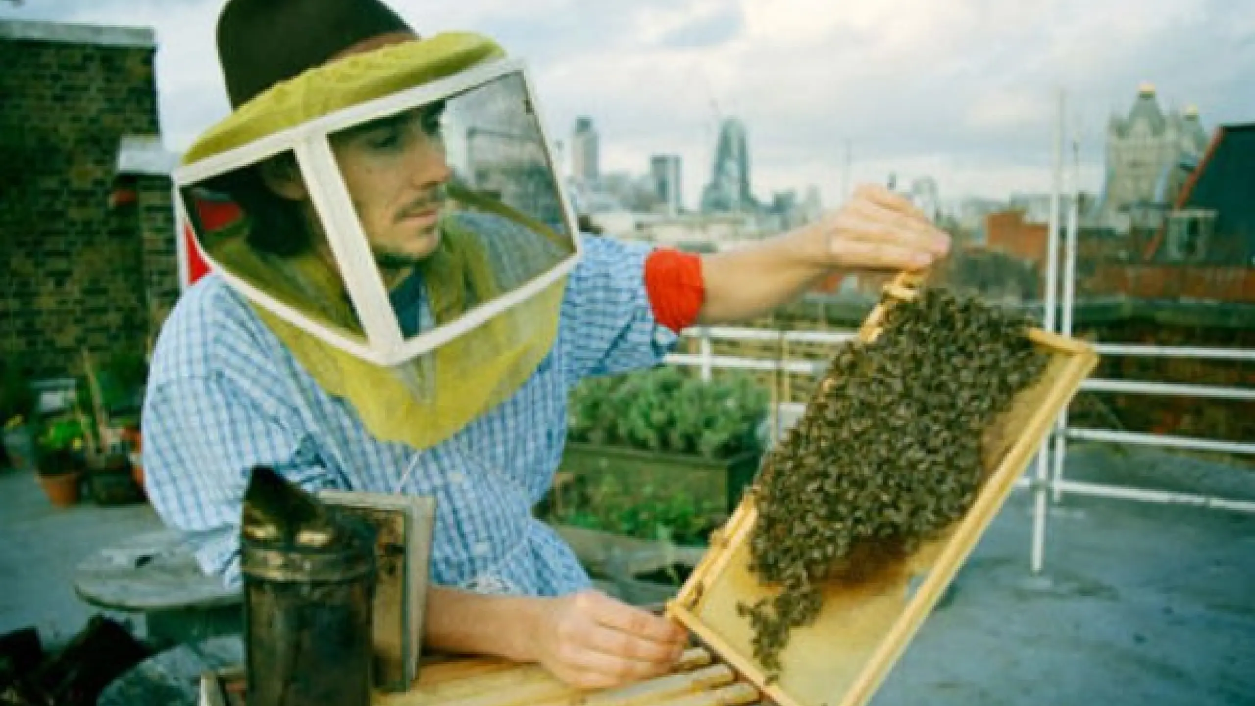 Dürfen Bienen in der Großstadt gezüchtet werden?