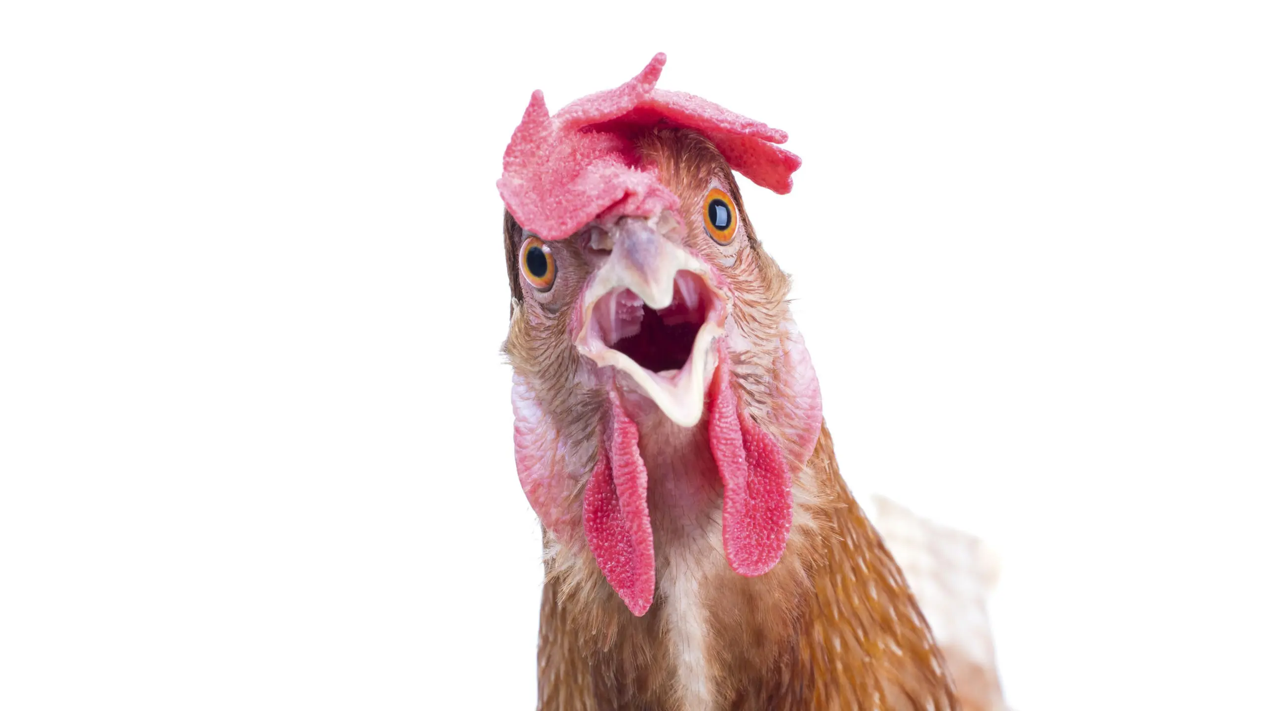 13 Coaching-Mythen: #12 Gackern wie Hühner