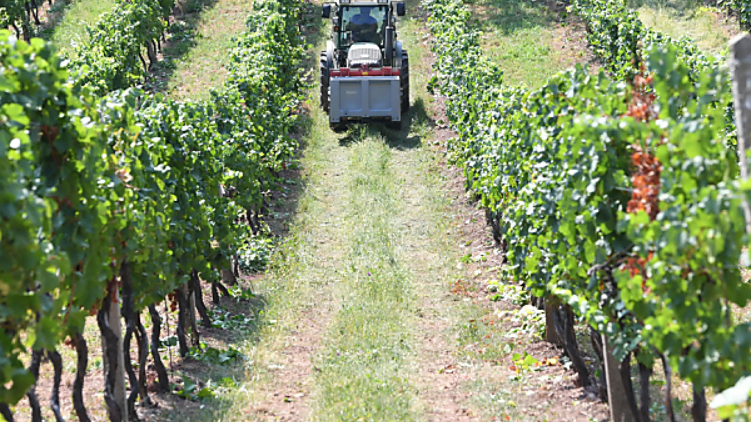 EU-Kommission begründet Entscheidung mit Anbauart des Wiener Weines