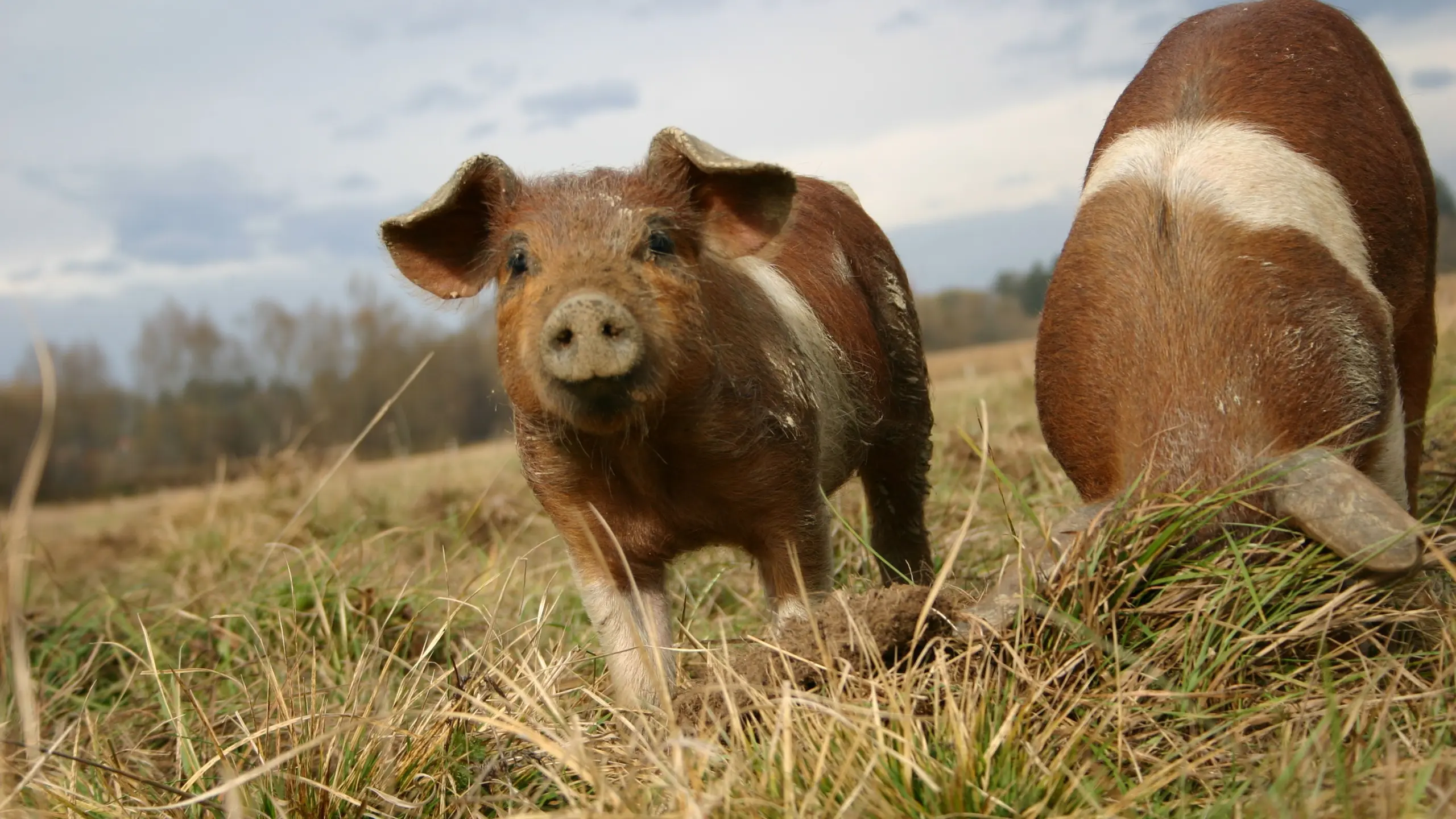 Glückliche Labonca-Schweine auf der Weide.