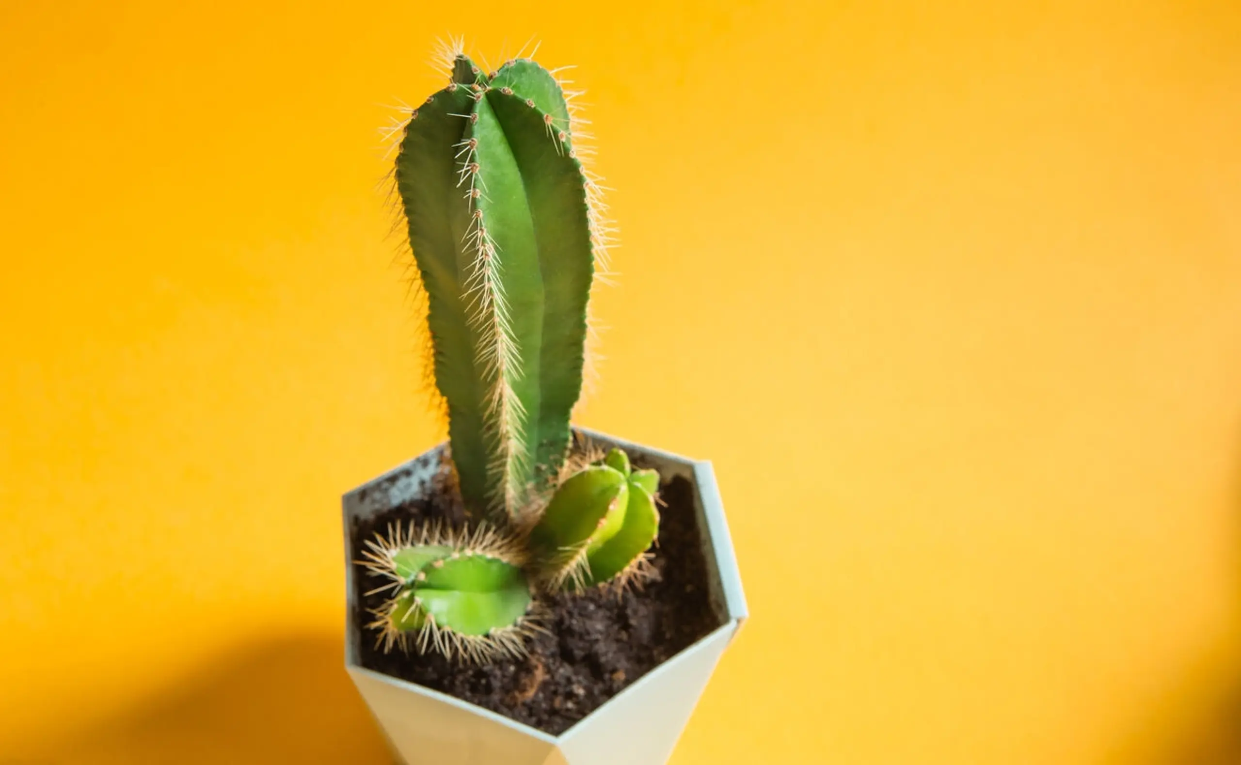 Kaktus in Form eines Penis - Strapon