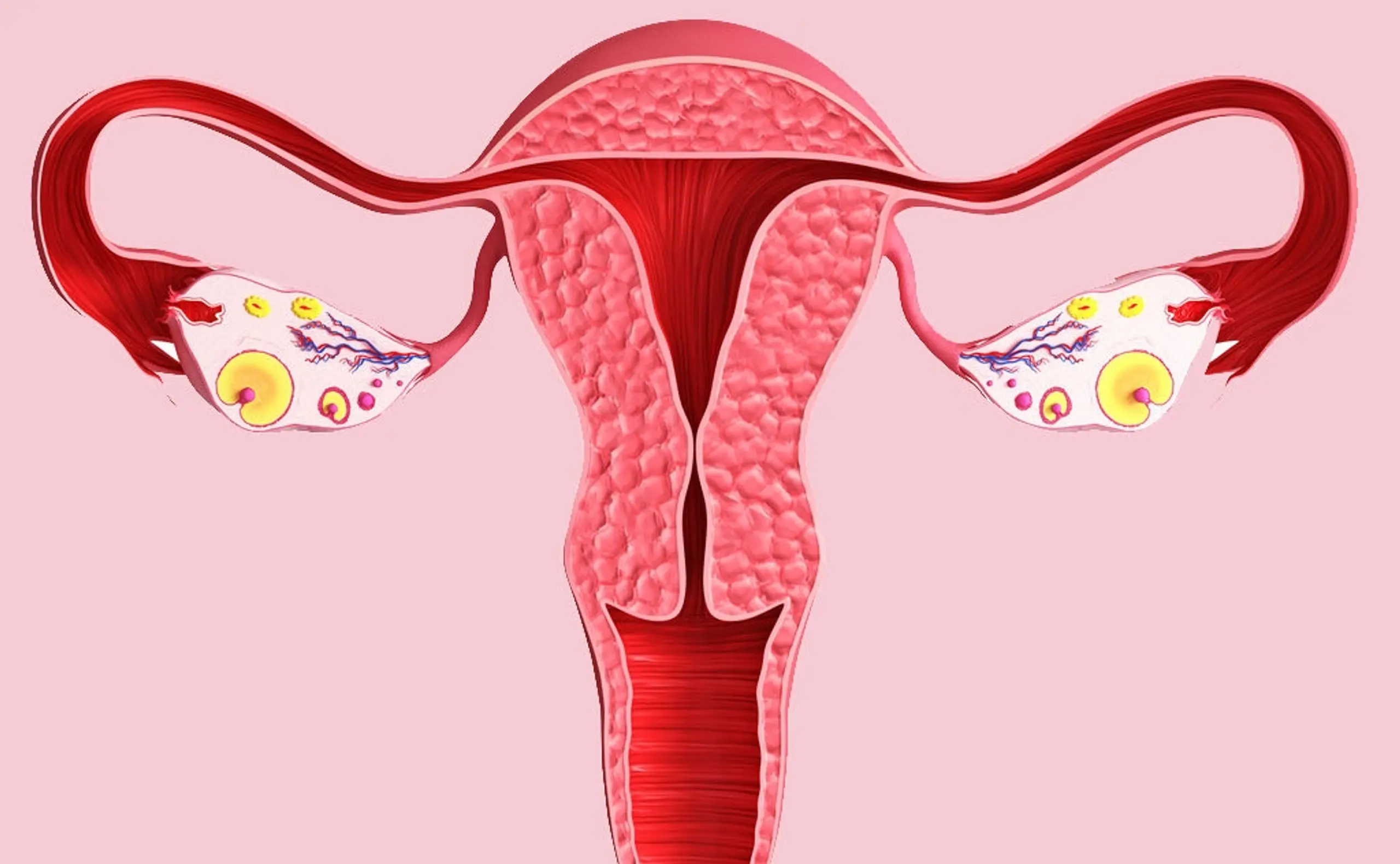 Grafik einer Gebärmutter