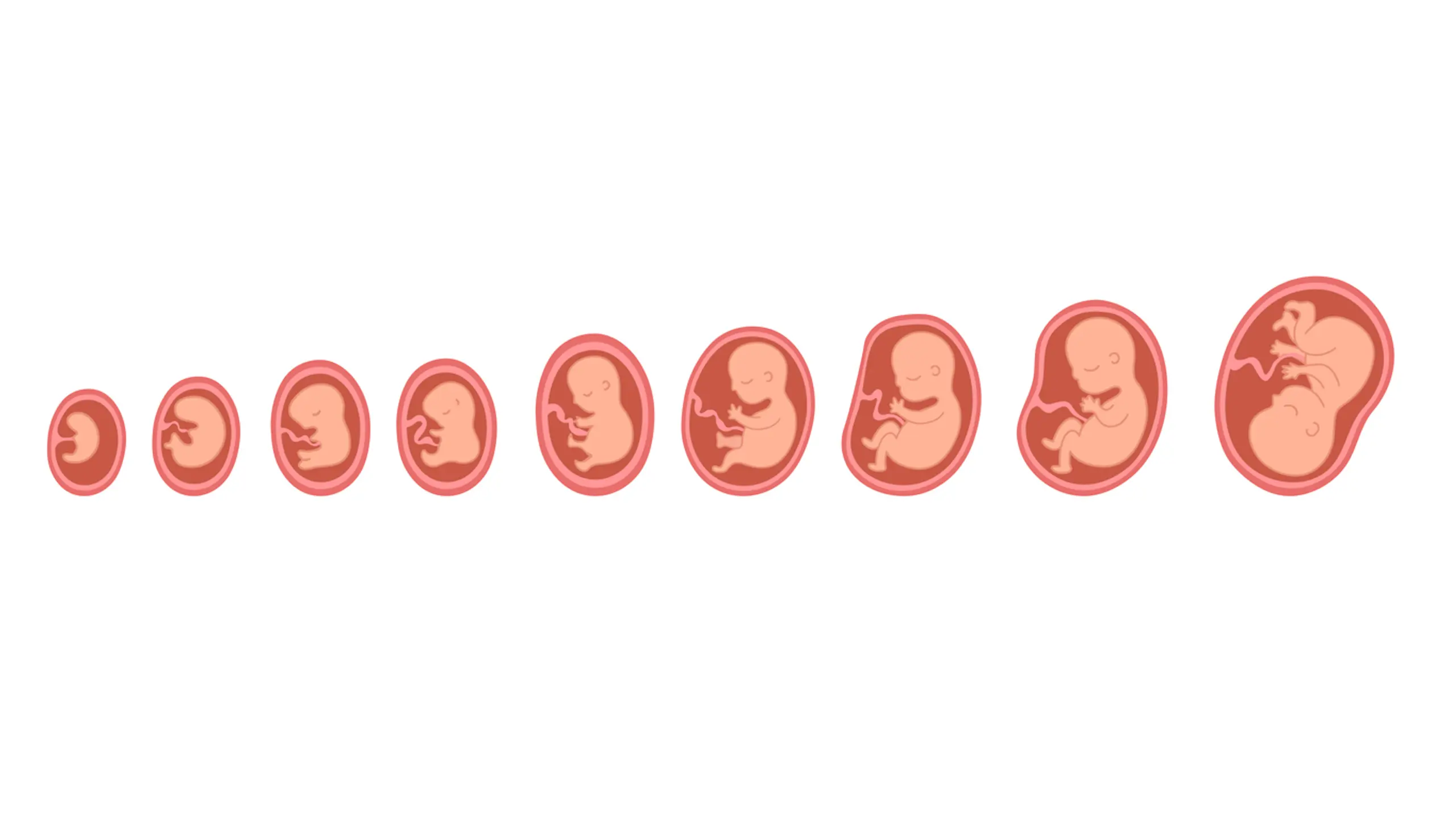 Wie entwickelt sich das Baby in den einzelnen Schwangerschaftswochen?